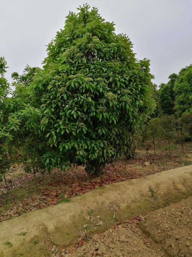 中华石楠，苗圃常年大量出售(丛生老石楠，独杆老石楠)