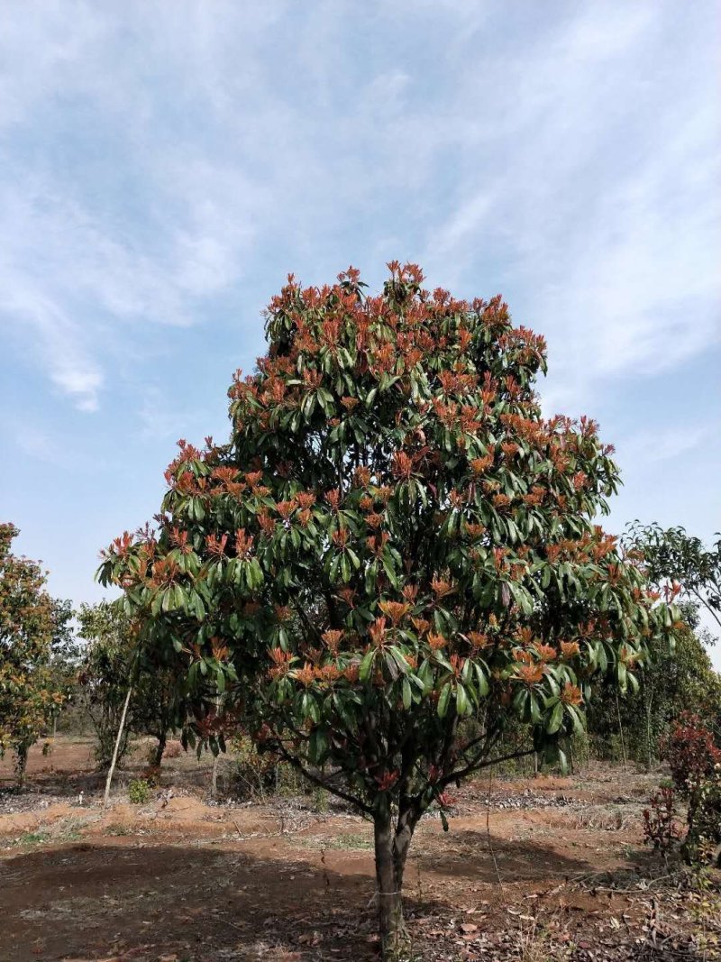 中华石楠，苗圃常年大量出售(丛生老石楠，独杆老石楠)