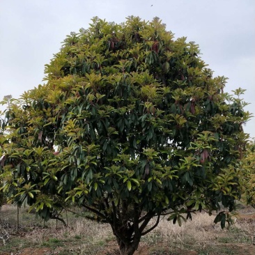 中华石楠，苗圃常年大量出售(丛生老石楠，独杆老石楠)