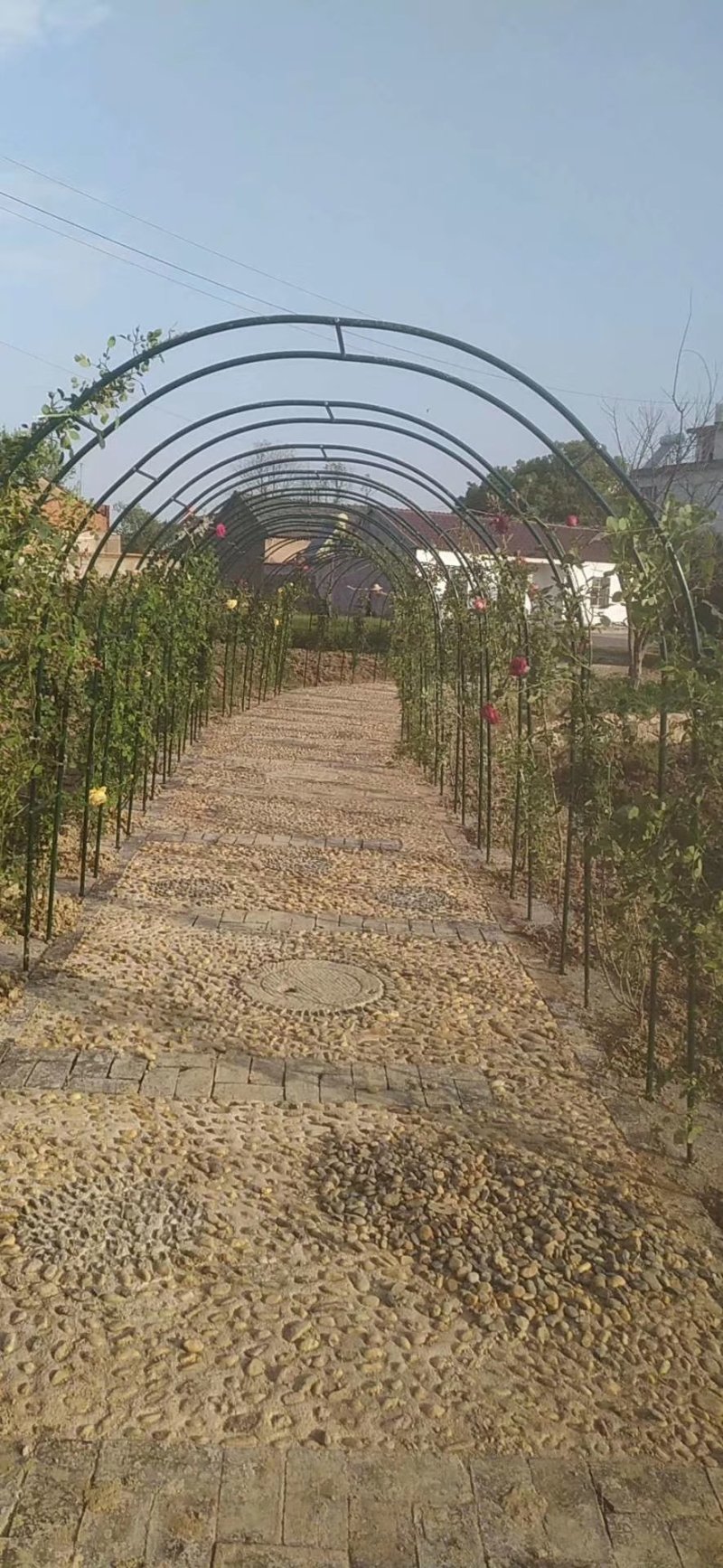 精品油麦菜，本人常年代收各种蔬菜，质量有保障