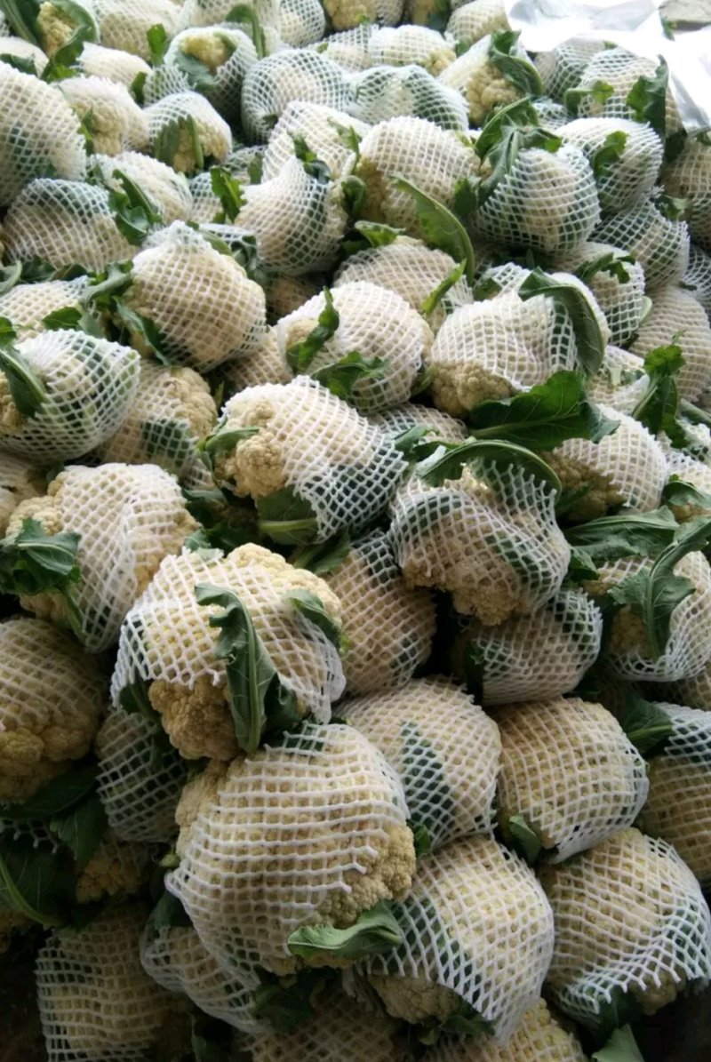 有机花菜，欢迎来电咨询精品有机花菜大量有货