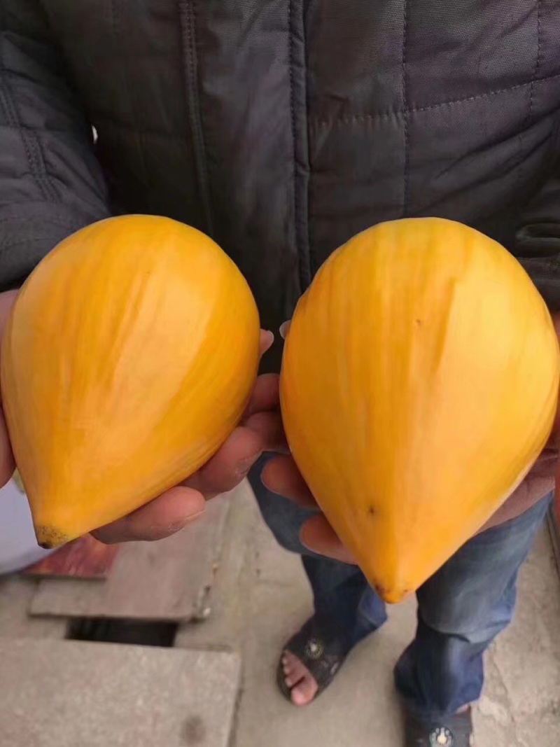 【有好货】种苗蛋黄果苗蛋黄果苗带土带叶