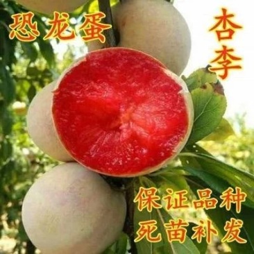 恐龙蛋李子树苗品种保证基地签约发苗包成活包技术