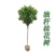 桂花树苗盆栽四季桂沉香丹桂八月金桂浓香型庭院室内植物盆景