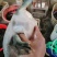 黄鳝