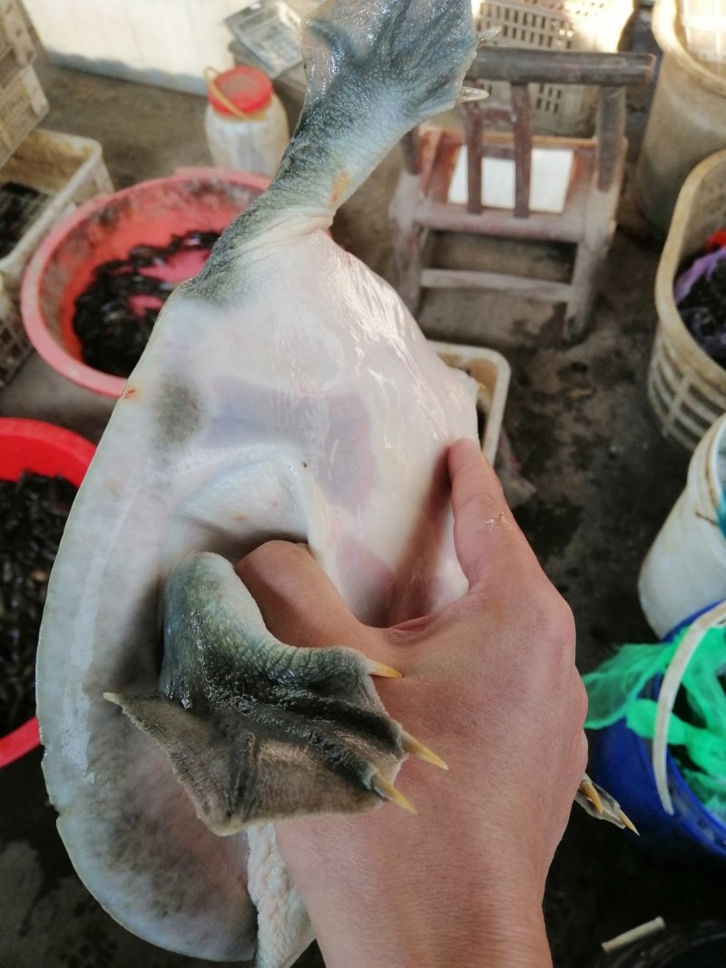 黄鳝