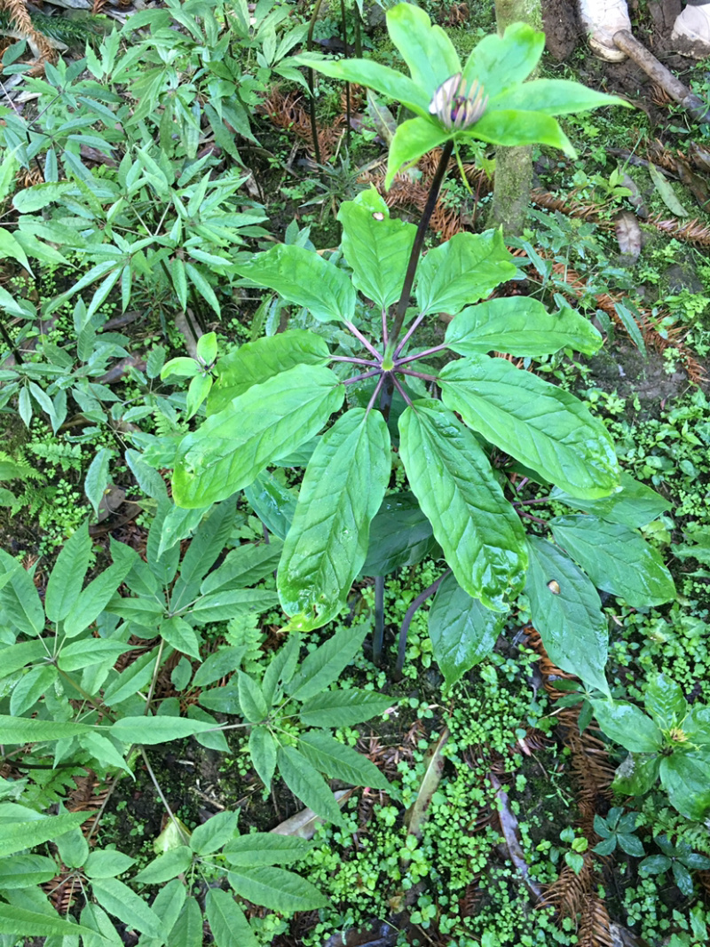 重楼苗快没有了，需要的赶紧联系。