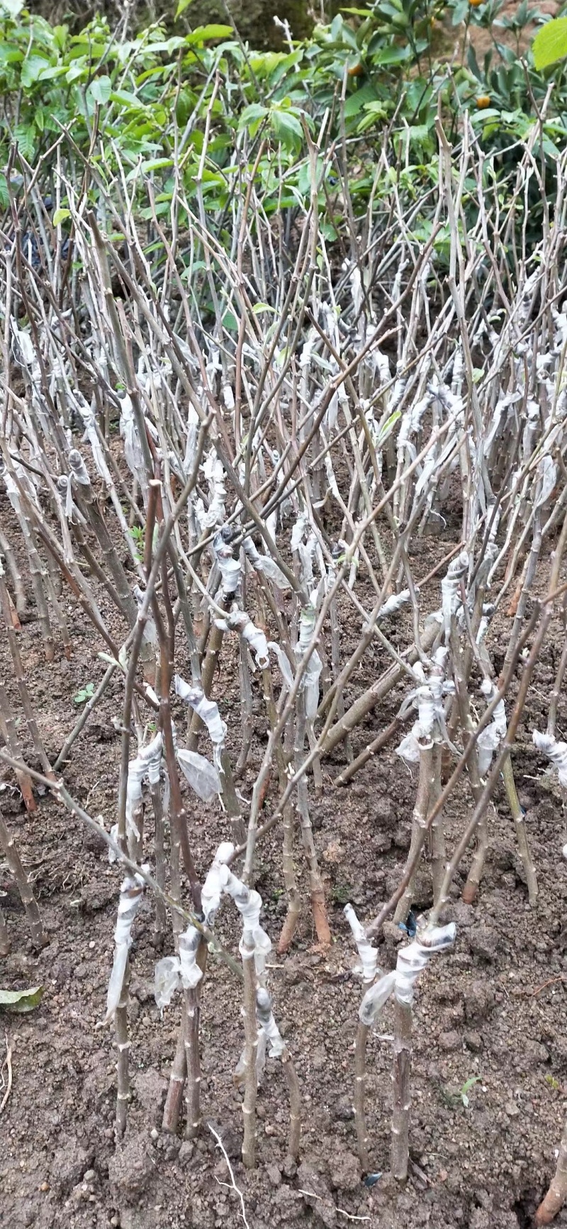 青枣树种苗台湾青枣苹果枣苗嫁接苗