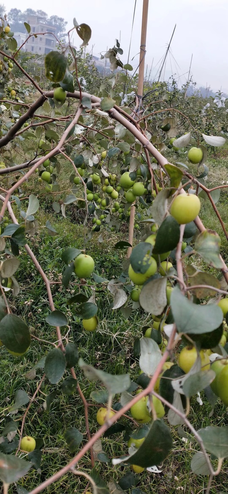 青枣树种苗台湾青枣苹果枣苗嫁接苗