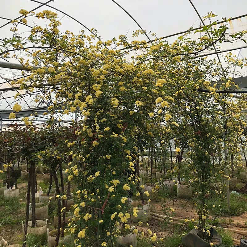 木香花苗红木香黄木香花苗浓香甜密庭院四季攀爬植物开花很香