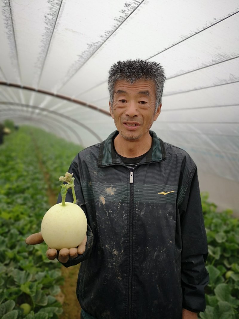 现货阎良甜瓜新鲜水果一件代发陕西发货非云南玉金香