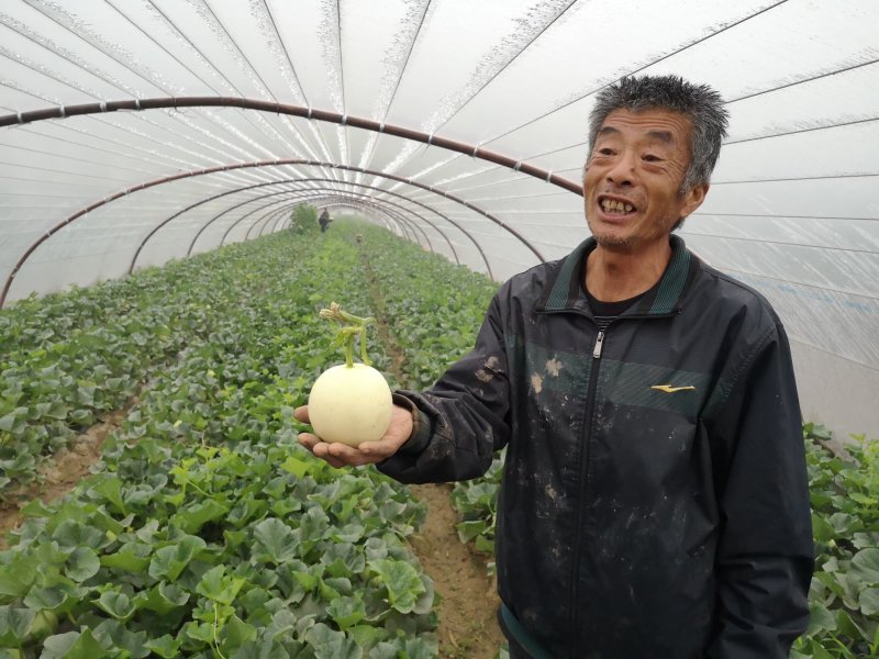 现货阎良甜瓜新鲜水果一件代发陕西发货非云南玉金香