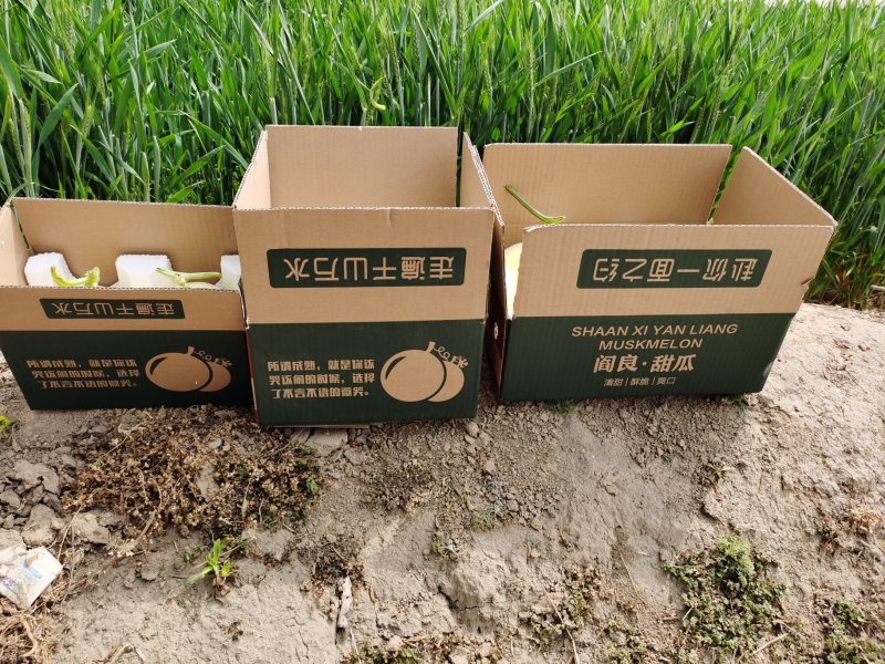现货阎良甜瓜新鲜水果一件代发陕西发货非云南玉金香