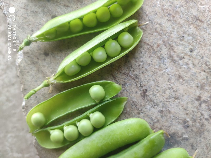 豌豆荚