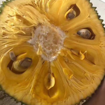 菠萝蜜