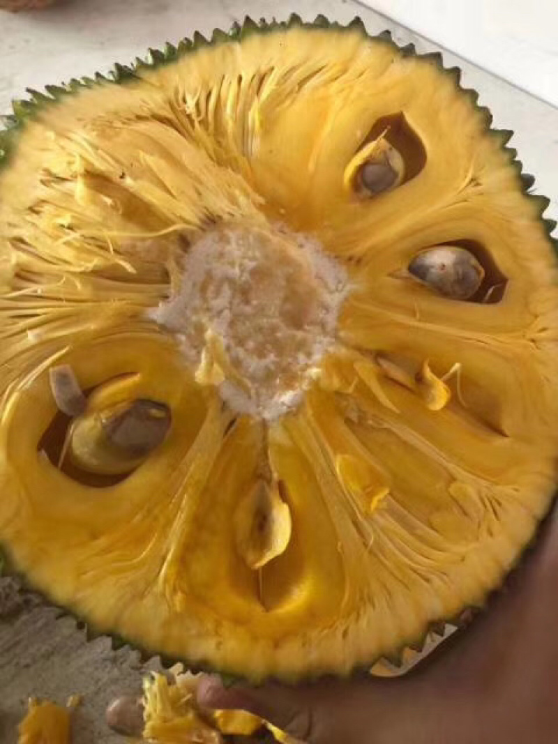 菠萝蜜