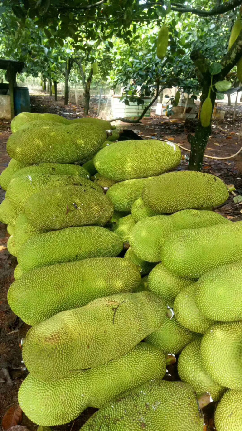 菠萝蜜