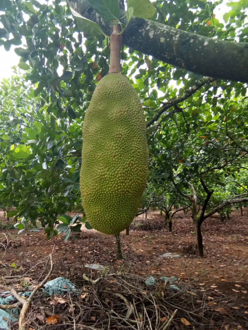 菠萝蜜