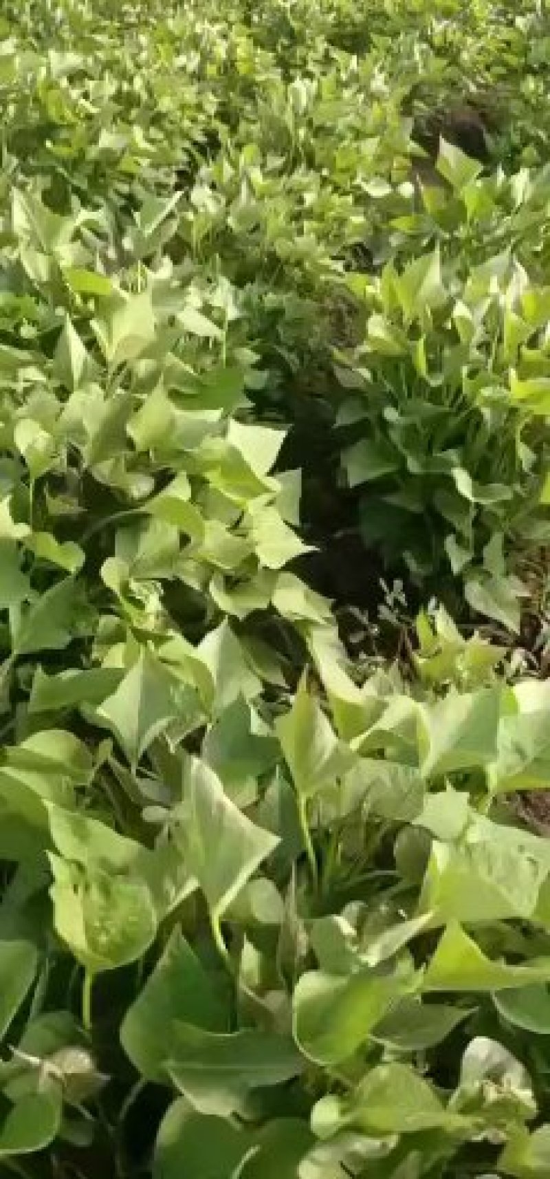 红薯苗