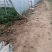 红薯苗