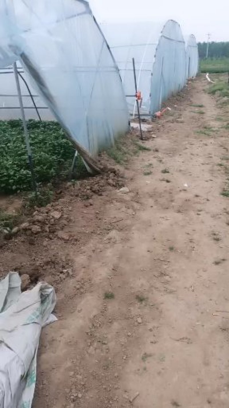红薯苗