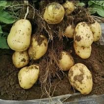 大量土豆（早大白，中暑，荷兰豆）5月中旬大量市，无限供应