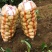 大量土豆（早大白，中暑，荷兰豆）5月中旬大量市，无限供应