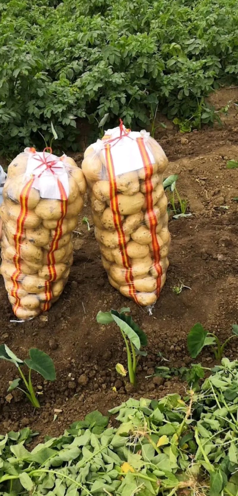 大量土豆（早大白，中暑，荷兰豆）5月中旬大量市，无限供应