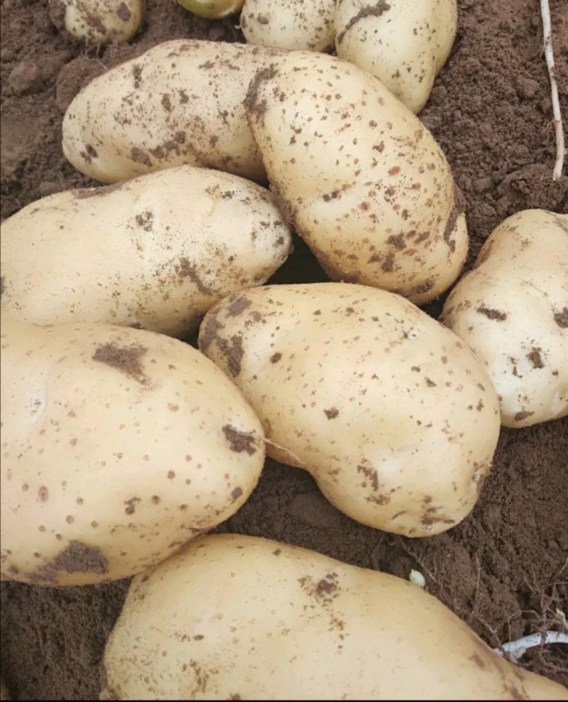 大量土豆（早大白，中暑，荷兰豆）5月中旬大量市，无限供应