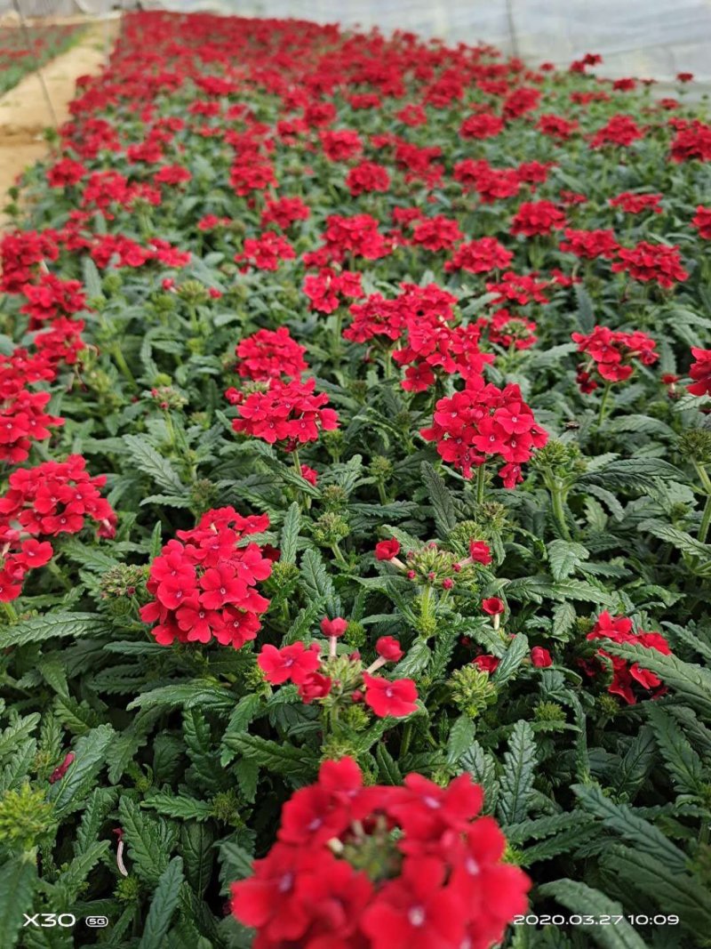 美女樱，细叶美女樱（宿根美女樱）草花美女樱基地直销量大
