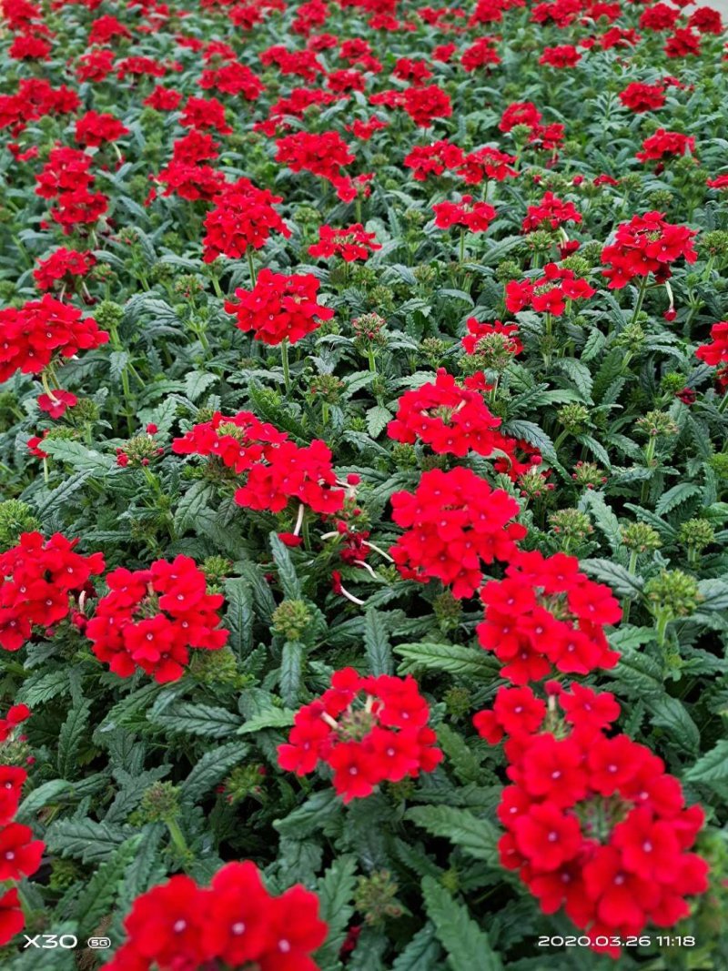 美女樱，细叶美女樱（宿根美女樱）草花美女樱基地直销量大