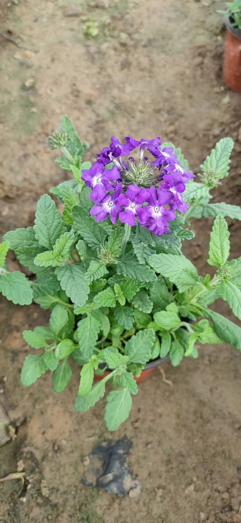 美女樱，细叶美女樱（宿根美女樱）草花美女樱基地直销量大