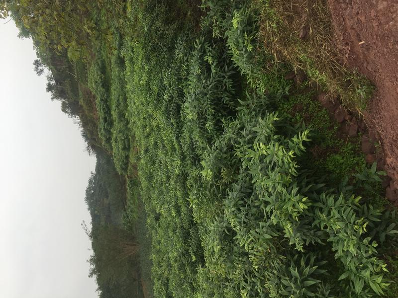 百亩种植基地，优选高产黄精种苗、块茎种植