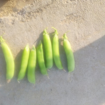 豌豆荚