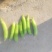 豌豆荚