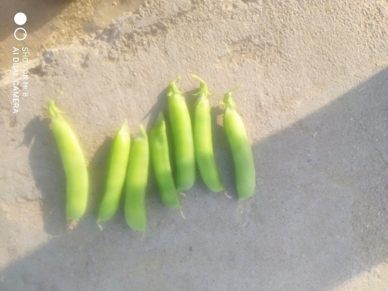 豌豆荚