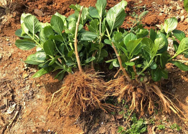 八仙花种苗(绣球花苗)两至三年苗适合种植盆栽绿化工程