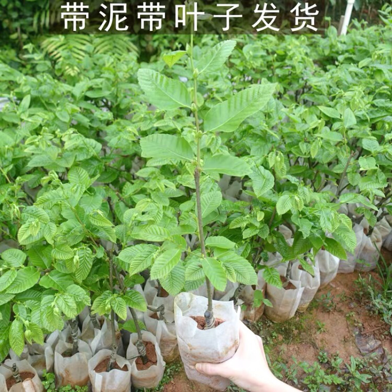 板栗种苗嫁接大红袍板栗苗盘载地载板栗果树苗