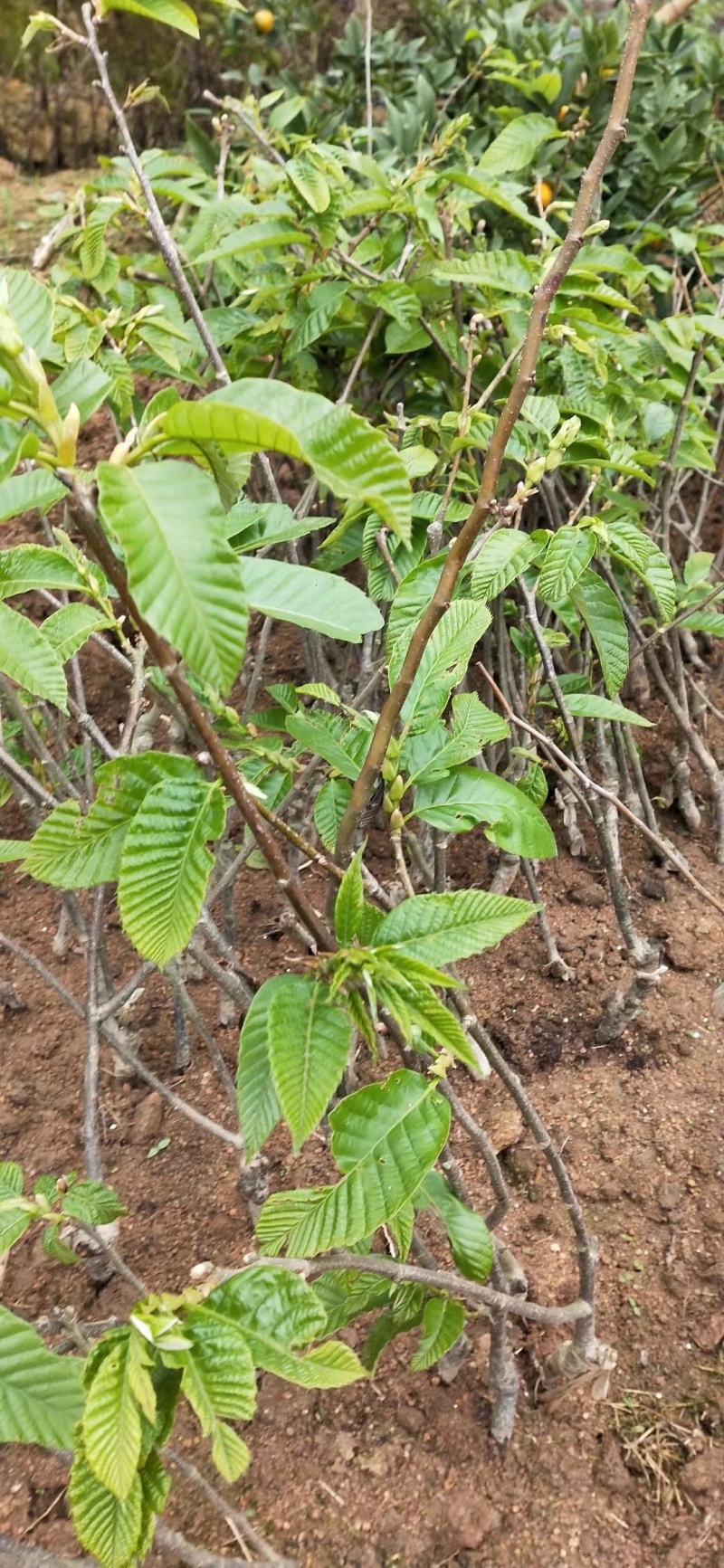 板栗种苗嫁接大红袍板栗苗盘载地载板栗果树苗