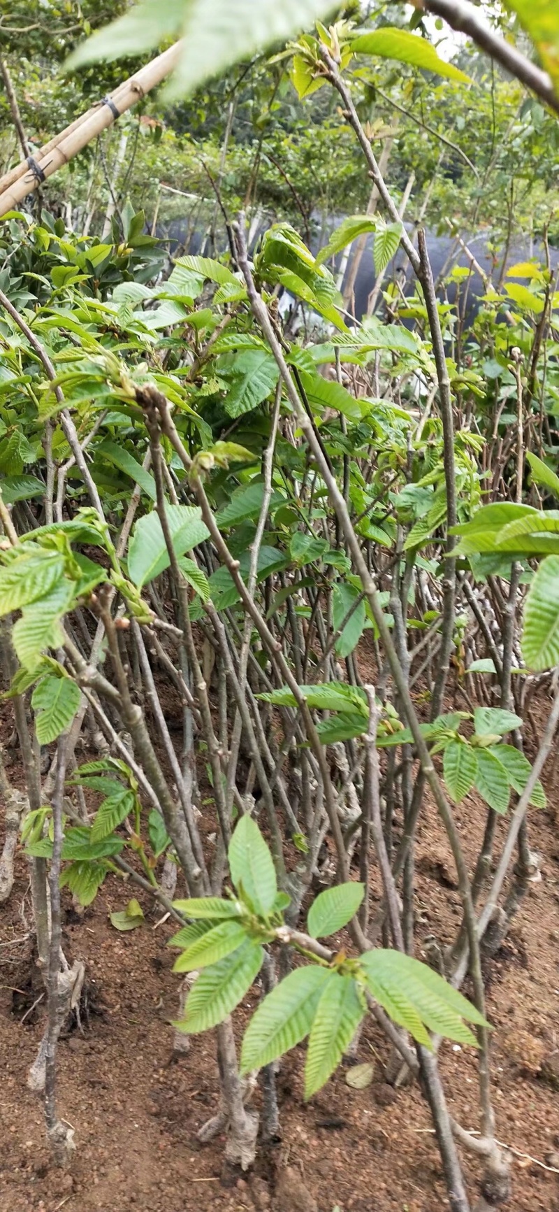 板栗种苗嫁接大红袍板栗苗盘载地载板栗果树苗