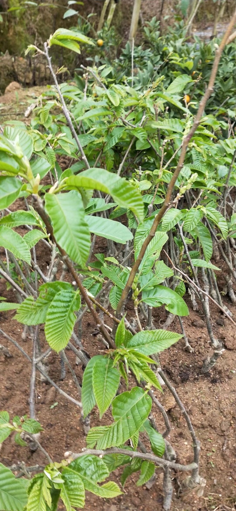 板栗种苗嫁接大红袍板栗苗盘载地载板栗果树苗