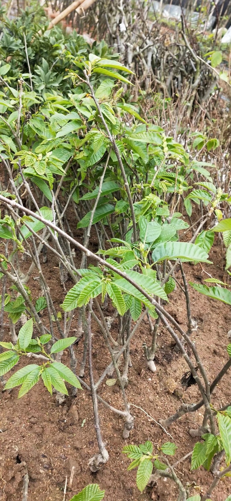 板栗种苗嫁接大红袍板栗苗盘载地载板栗果树苗