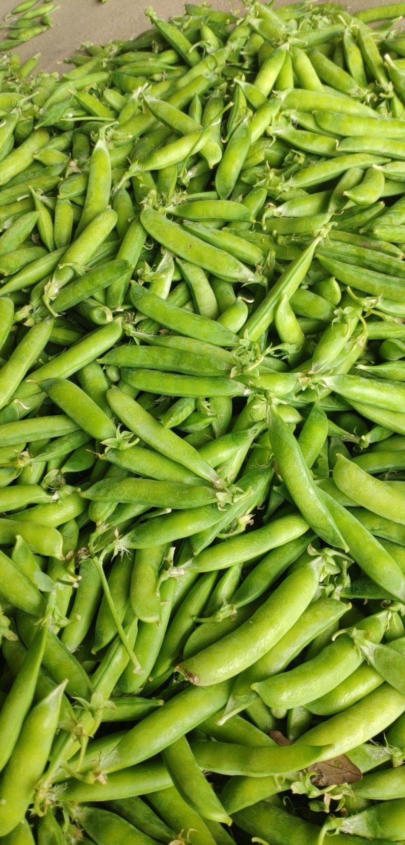 豌豆荚