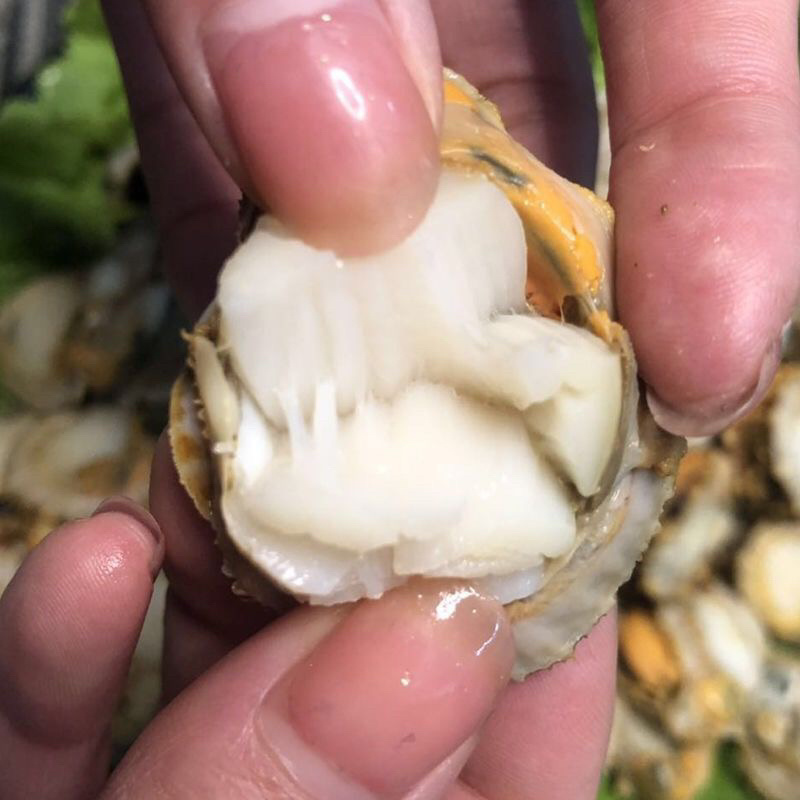 【精品好货】新鲜大个无沙扇贝肉