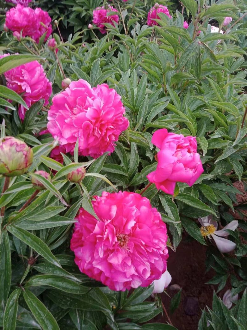 甘肃省定西市临洮县观赏芍药量大庭院绿化抗寒能力强