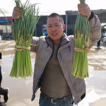 4月中旬江苏红帽蒜苔精品杂交蒜臺大量从优产地直发