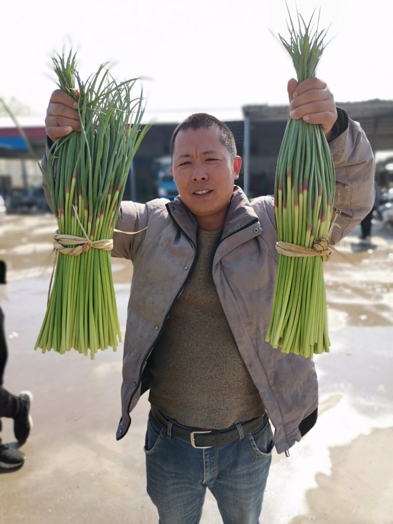 4月中旬江苏红帽蒜苔精品杂交蒜臺大量从优产地直发