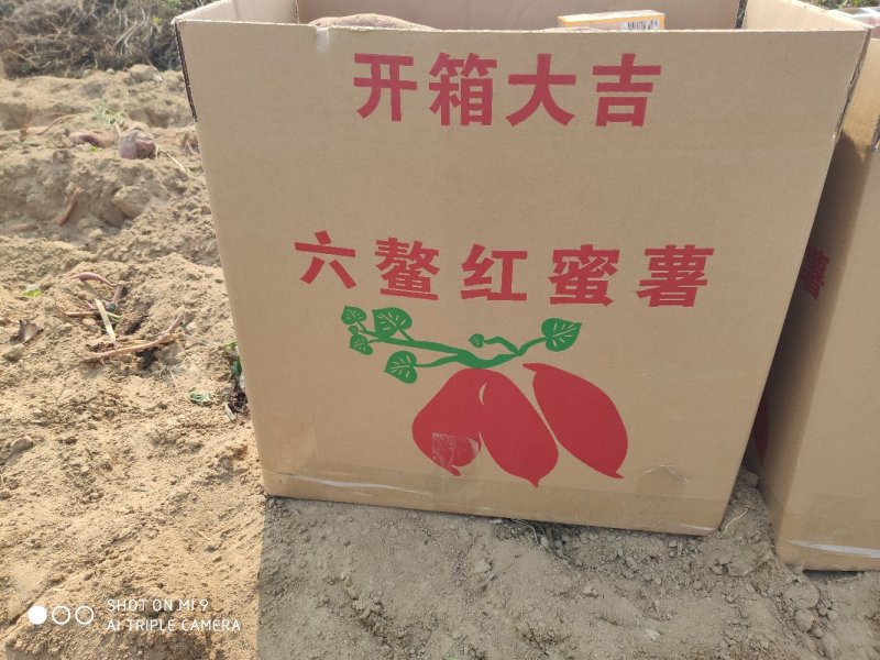 广东惠来半沙地西瓜红…………………………
