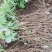 甘肃省定西市临洮县紫斑牡丹苗绿化荒山小区