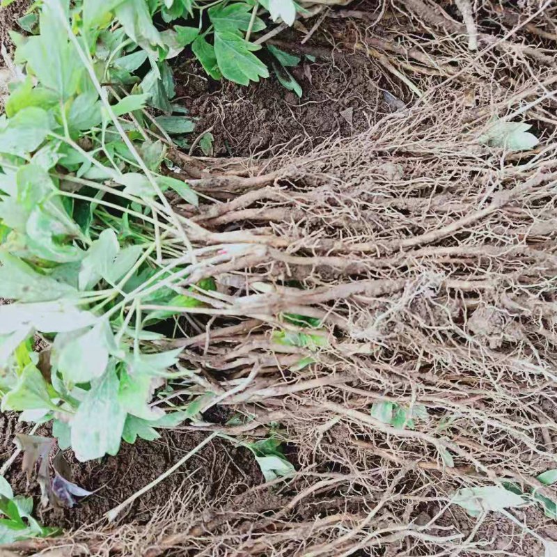 甘肃省定西市临洮县紫斑牡丹苗绿化荒山小区